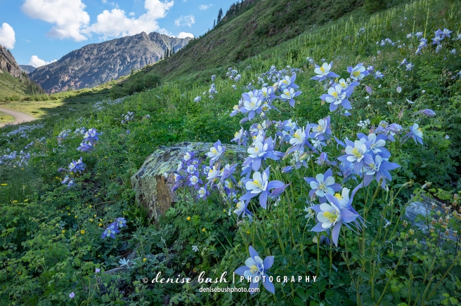 Columbine grace the Colorado high country with their beauty in July.
